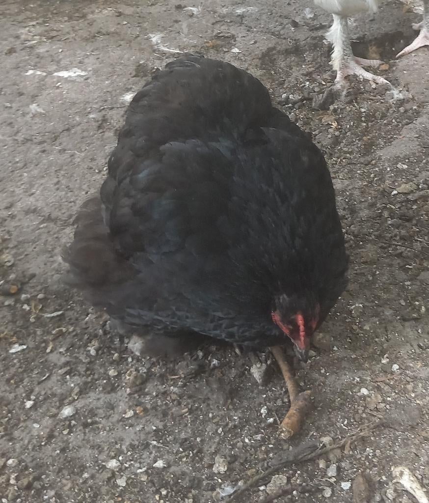 2 cochin krielhennen te koop, Dieren en Toebehoren, Pluimvee, Vrouwelijk, Kip