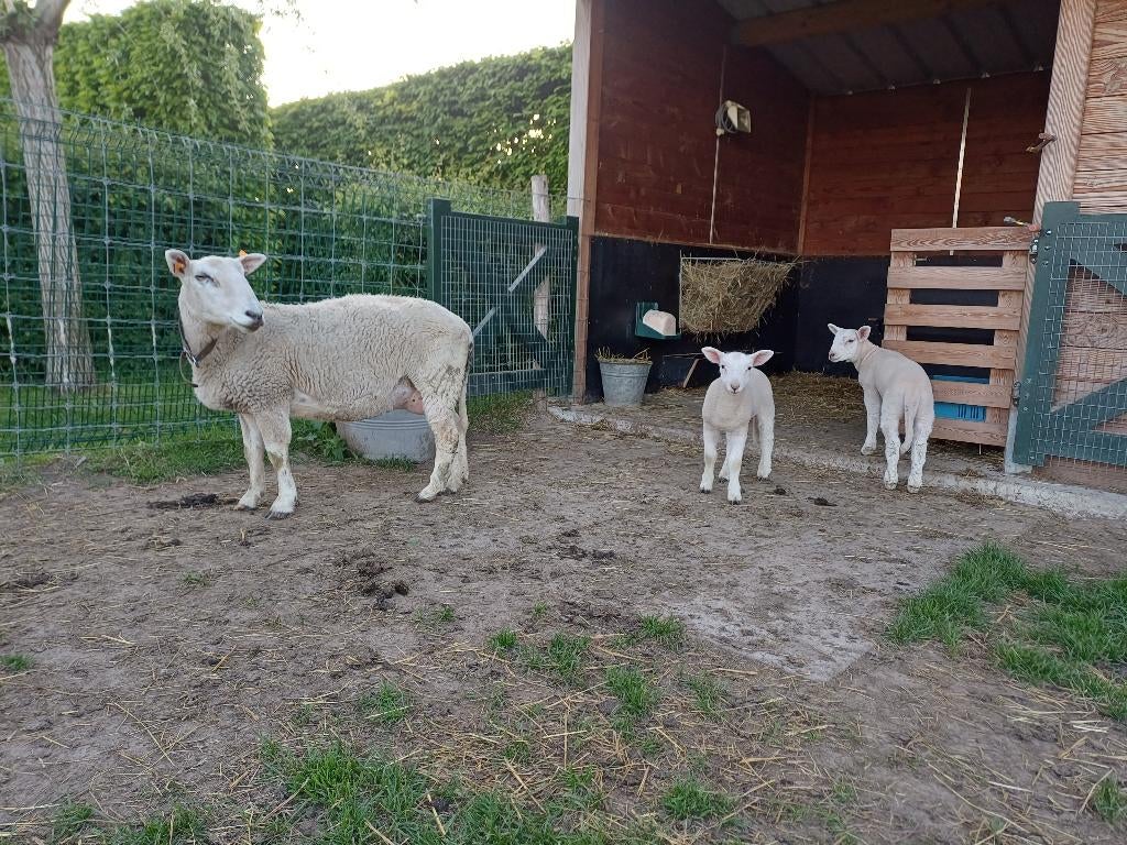 Easy care ooi met 2 bokjes, Dieren en Toebehoren, Schapen, Geiten en Varkens, Meerdere dieren, Schaap