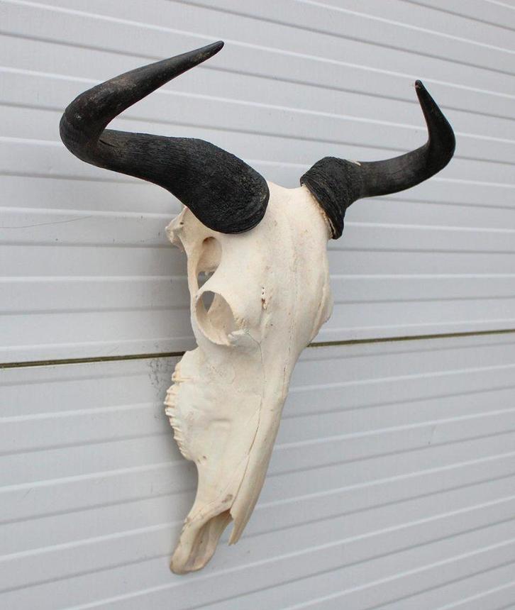 Schedel GNU / WILDEBEEST - met kiezen - gewei (ref. K), Collections, Collections Animaux, Utilisé, Crâne, Animal sauvage, Enlèvement ou Envoi