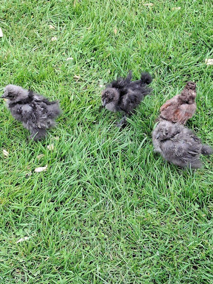 Poussins à soie des États-Unis, Animaux & Accessoires, Volatiles, Sexe inconnu, Poule ou poulet