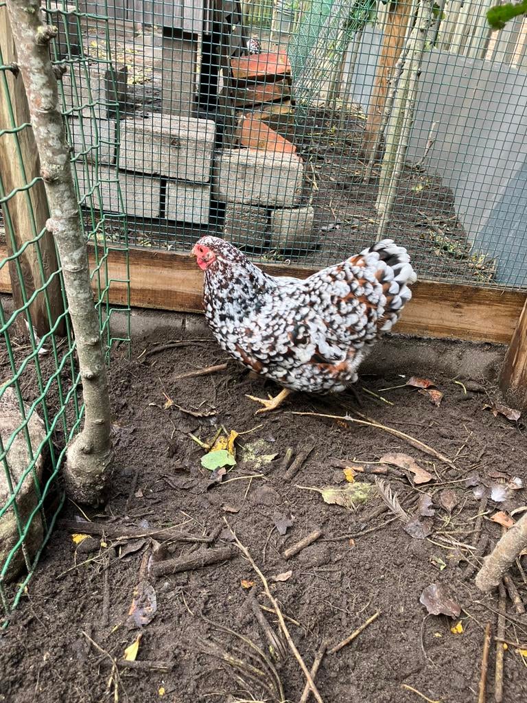 Wyandotte kriel gepareld hennen, Dieren en Toebehoren