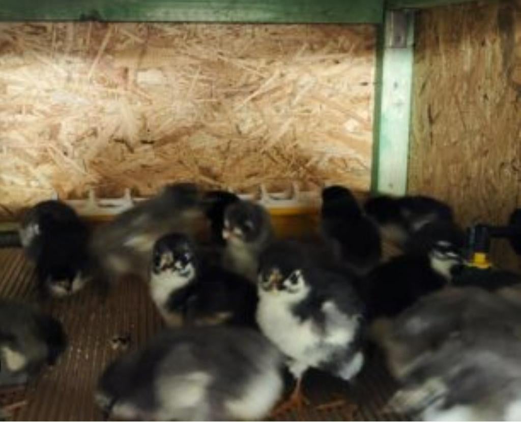 Magnifiques poussins marans pures races