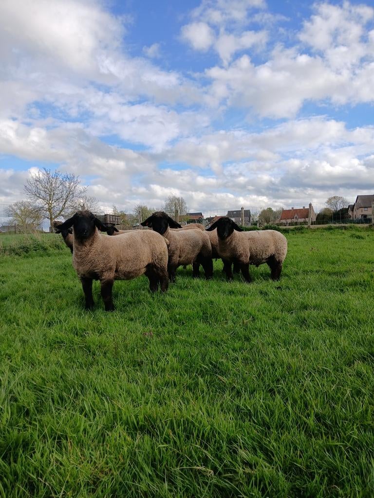 SUFFOLK RAMLAMMEREN, Mannelijk, Schaap, 0 tot 2 jaar