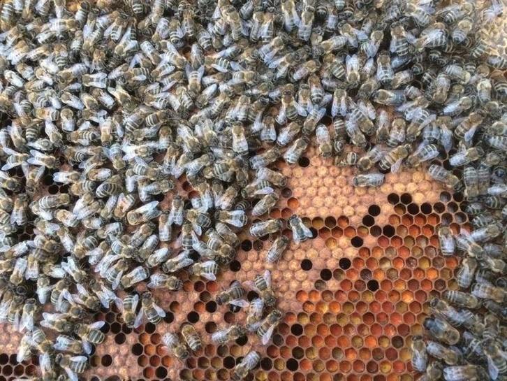 Bijenvolk, Dieren en Toebehoren, Insecten en Spinnen, Bijen