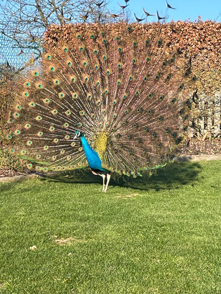Blauwe pauwhaan en hen tekoop, Mannelijk, Overige soorten
