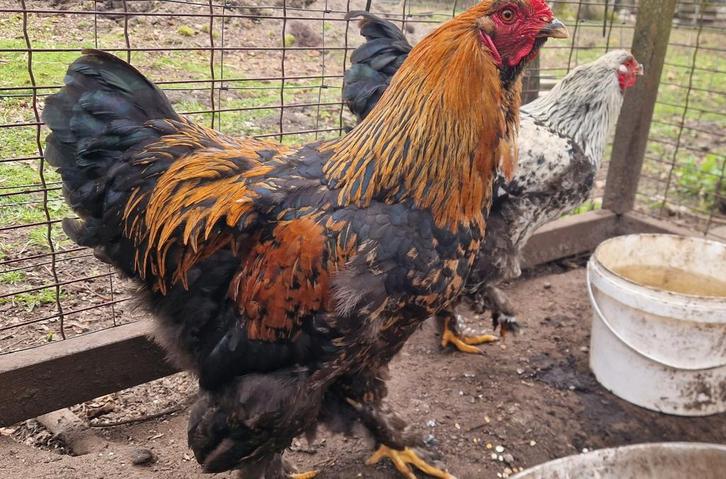 Tamme Brahma haantjes, Dieren en Toebehoren, Pluimvee, Kip, Mannelijk