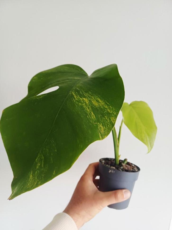 Monstera Aurea, Huis en Inrichting, Kamerplanten, Overige soorten, Minder dan 100 cm, Groene kamerplant, Halfschaduw, In pot, Ophalen of Verzenden