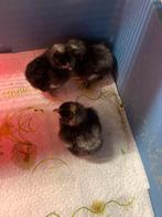 Eendagskuikens mechelse koekoek, Dieren en Toebehoren