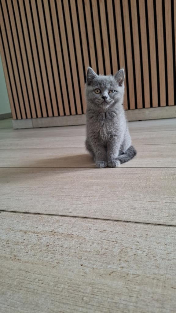 Britse korthaar kittens , NOG 2 POESJES, Dieren en Toebehoren, Poes, Gechipt, 0 tot 2 jaar
