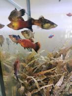 A donner jeunes poissons  Plati à Ixelles, rouge, gris argen, Animaux & Accessoires, Poisson