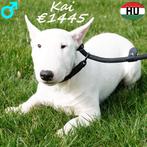 Mini Bull Terriër reuen - Kai & Kane, Dieren en Toebehoren, Bull Terriër, 15 weken tot 1 jaar, Buitenland, Parvo