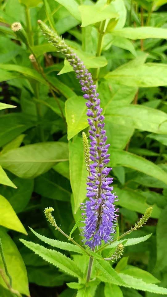 Paarse Veronica , bijen/vlinderplant, Jardin & Terrasse, Plantes | Jardin, Autres espèces, Plein soleil, Été, Enlèvement
