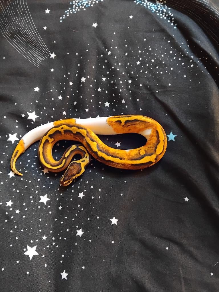 Pieball yellowbelly pastel 0.1, Dieren en Toebehoren, Slang, 0 tot 2 jaar