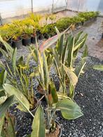 Strelitzia reginae paradijsvogelbloem, Tuin en Terras, Ophalen