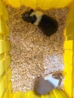 2 cuy cavia zeugjes, Février, Domestique, Cobaye, Femelle