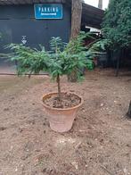 taxus bonsai stam, Ophalen