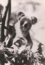 KOALA, Envoi, Non affranchie, Animal sauvage