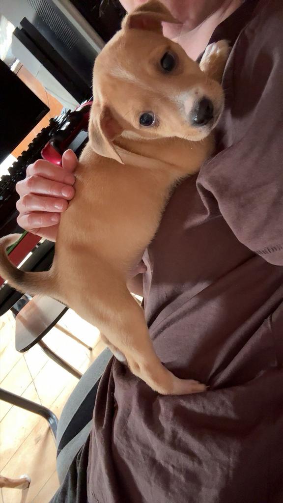 Chiot, Animaux & Accessoires, Accessoires pour chiens, Enlèvement