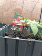 Tomaten Serrat, Ophalen