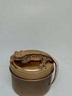 Harlequin wimpergekko