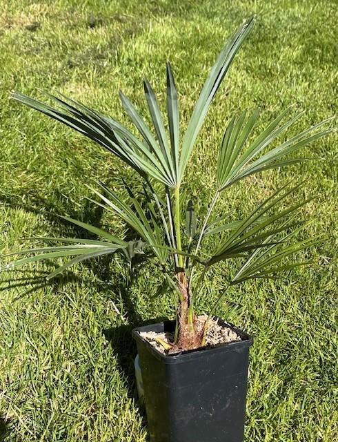 Palmboom Trachycarpus princeps x wagnerianus, Tuin en Terras, Planten | Bomen, Palmboom, Minder dan 100 cm, Volle zon, Lente, In pot