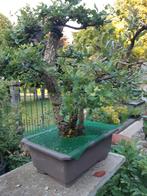 Bonsai kurkeik Quercus suber, Ophalen