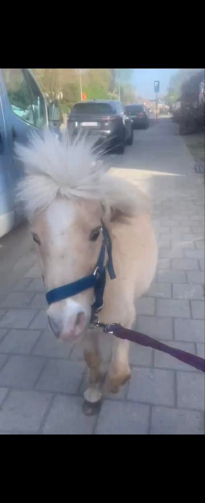 Palomino hengst, Animaux & Accessoires, Poneys, Étalon, Avec pedigree