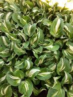 Hosta's planten, Ophalen
