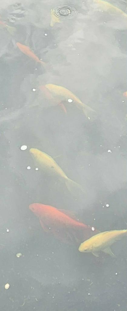 poisson rouge, Jardin & Terrasse