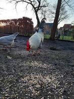 Leghorn isabelpatrijs haan, Mâle, Poule ou poulet