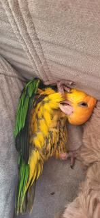 Caique tete orange apprivoisé, Dieren en Toebehoren, Vogels | Parkieten en Papegaaien