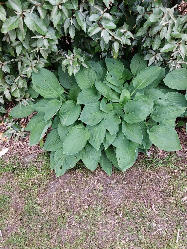 Grote hostas, Ophalen