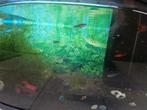 gratis aquariumvissen 4 stuks en 4a5 ruitenkuisers, Animaux & Accessoires, Poisson, Poisson d'eau douce