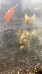 Slakken, Dieren en Toebehoren