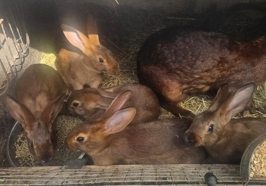 Jonge haaskonijnen, Plusieurs animaux, Taille moyenne, 0 à 2 ans