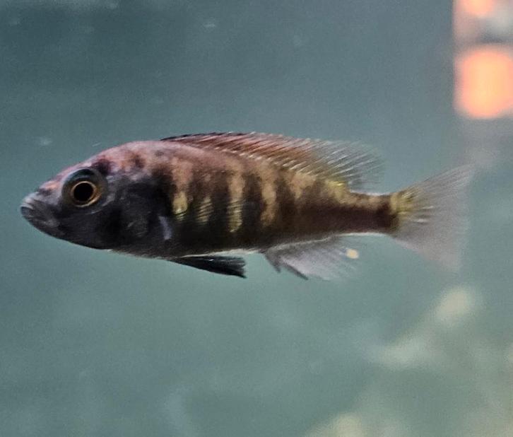 Le cichlidé Pundamilia Victoria peut être utilisé au Malawi, Animaux & Accessoires, Poissons | Poissons d'aquarium, Poisson d'eau douce