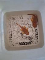 Couple Ancitrus Gold, Dieren en Toebehoren