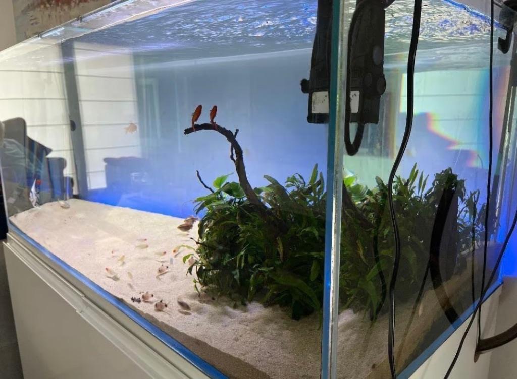 Aquarium  optiwhite glas, Animaux & Accessoires, Poissons | Aquariums & Accessoires, Comme neuf, Aquarium d'eau douce rempli, Télécommande incluse