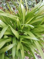 Boshyacint, Volle zon, Vaste plant, Lente, Ophalen