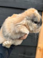 Knap & lief NHD Dwerg hangoor konijntje, ram, blauwe ogen, Dieren en Toebehoren, Mannelijk, Dwerg, Hangoor, 0 tot 2 jaar