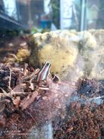 Verschillende kikkers., Dieren en Toebehoren, Reptielen en Amfibieën, Amfibie, 0 tot 2 jaar