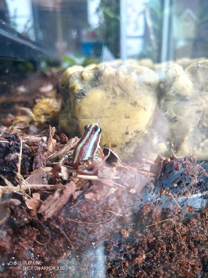 Verschillende kikkers., Dieren en Toebehoren, Reptielen en Amfibieën, Amfibie, 0 tot 2 jaar