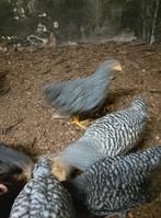 Hen en 3 hanen Amrock, Dieren en Toebehoren, Pluimvee