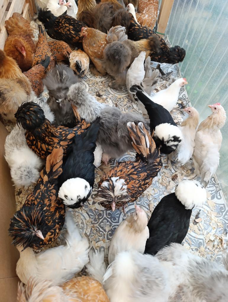 pondeurs colorants + beaucoup autres ornement 4+1 GRATUIT