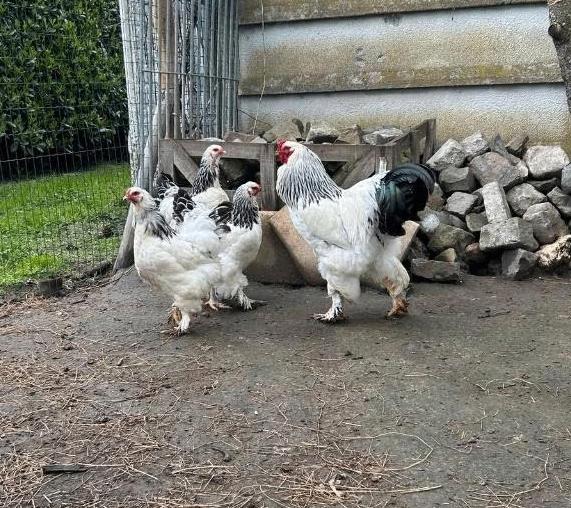 Brahma Columbia Wit Zwart broedeieren, Dieren en Toebehoren, Pluimvee