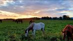 Paddock paradise in Weert (NL) heeft plekjes vrij, Dieren en Toebehoren
