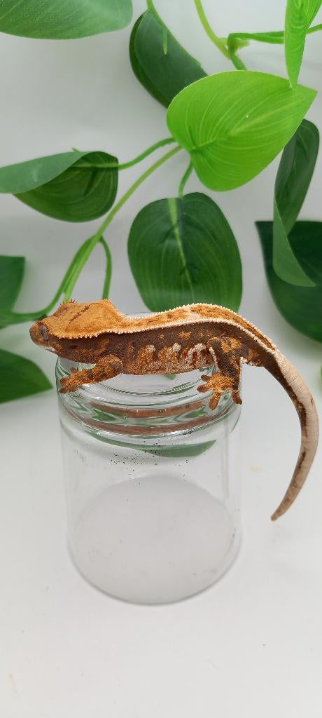 0.1 Drippy Tricolor Emptyback wimpergekko vrouw, Dieren en Toebehoren, Reptielen en Amfibieën, Hagedis, Tam, 0 tot 2 jaar