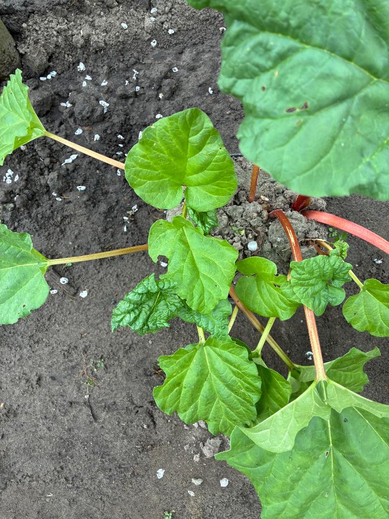 Rabarber kleine en grote potten, Ophalen