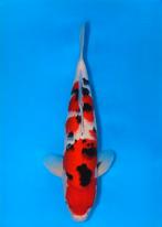 Sanke - Nisai - female - Kondo, Karper of Koi