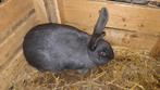 Blauw Van Ham te koop, Dieren en Toebehoren, Konijnen, Vrouwelijk, Groot, 0 tot 2 jaar